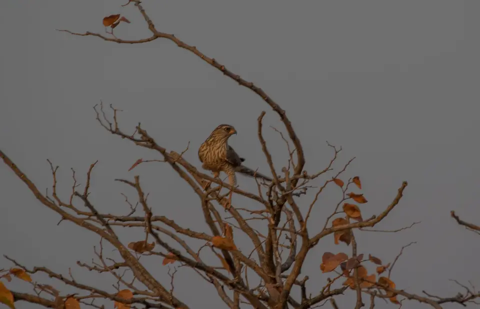 Vogelbestimmung-3945.jpg