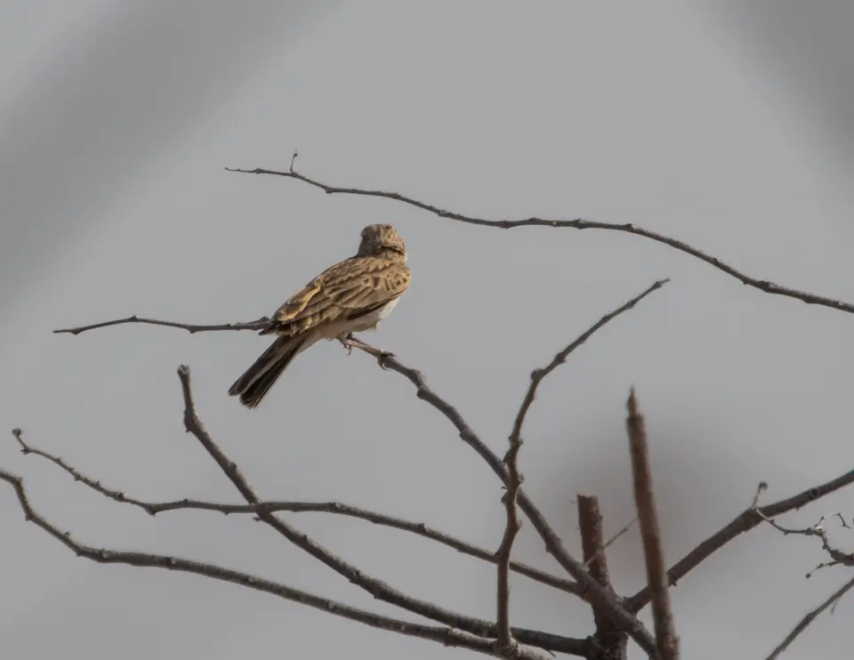 Vogelbestimmung-4081.jpg