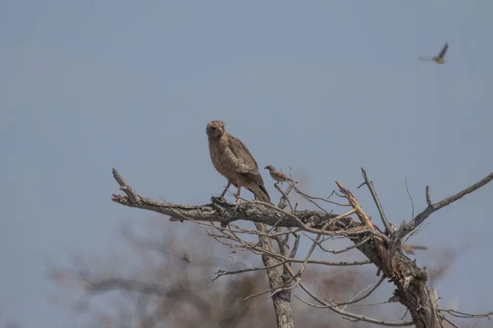 Vogelbestimmung-4627.jpg