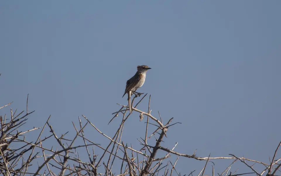 Vogelbestimmung-4713.jpg