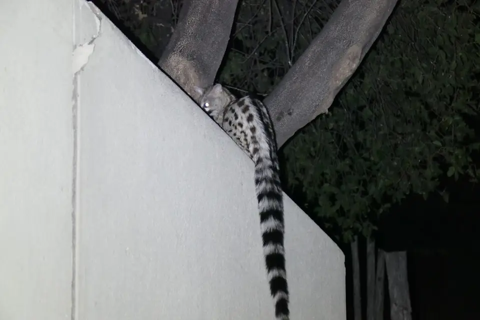 Ginsterkatze.JPG