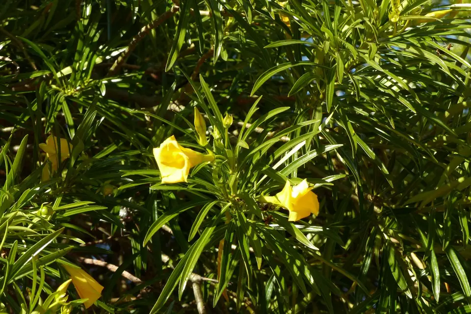 P1020109.JPG