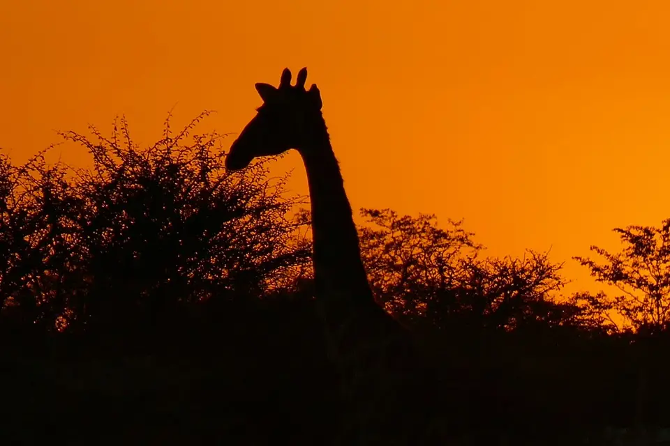 sundowner4.jpg