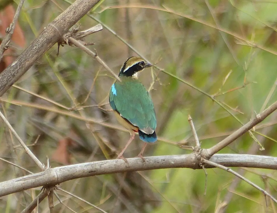 P1190510Bengalenpitta.JPG