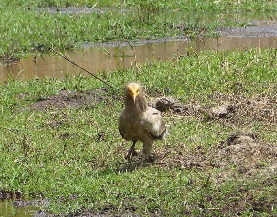 P1190676Schmutzgeier.JPG
