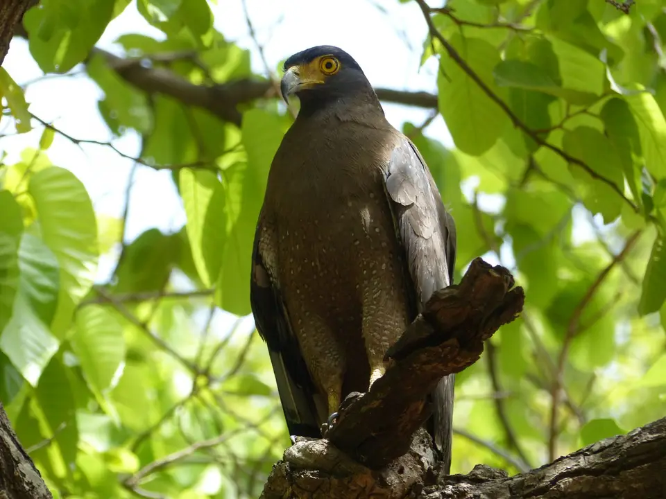 P1190689Schlangenadler.JPG