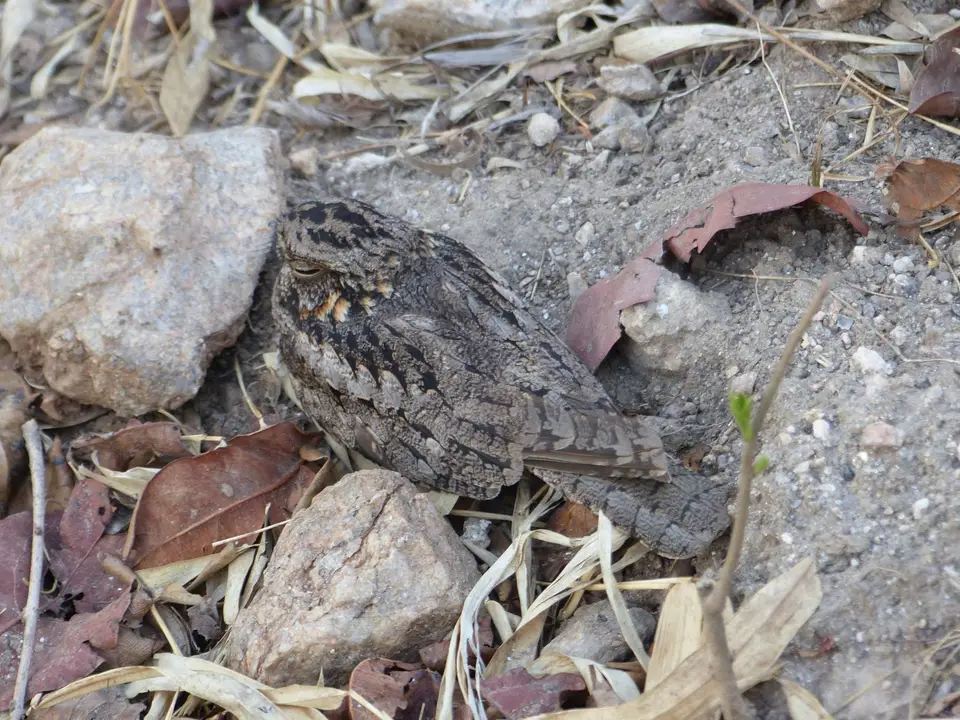 P1190912Dschungelnachtschwalbe.JPG