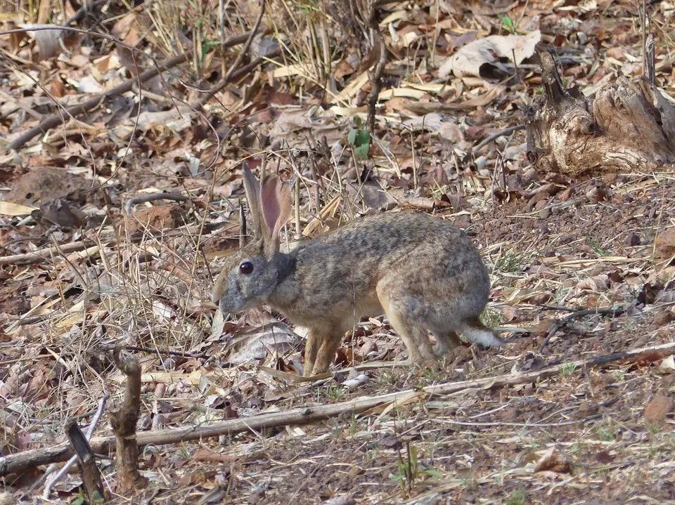 P1210082NördlicherSchwarznackenhase.JPG