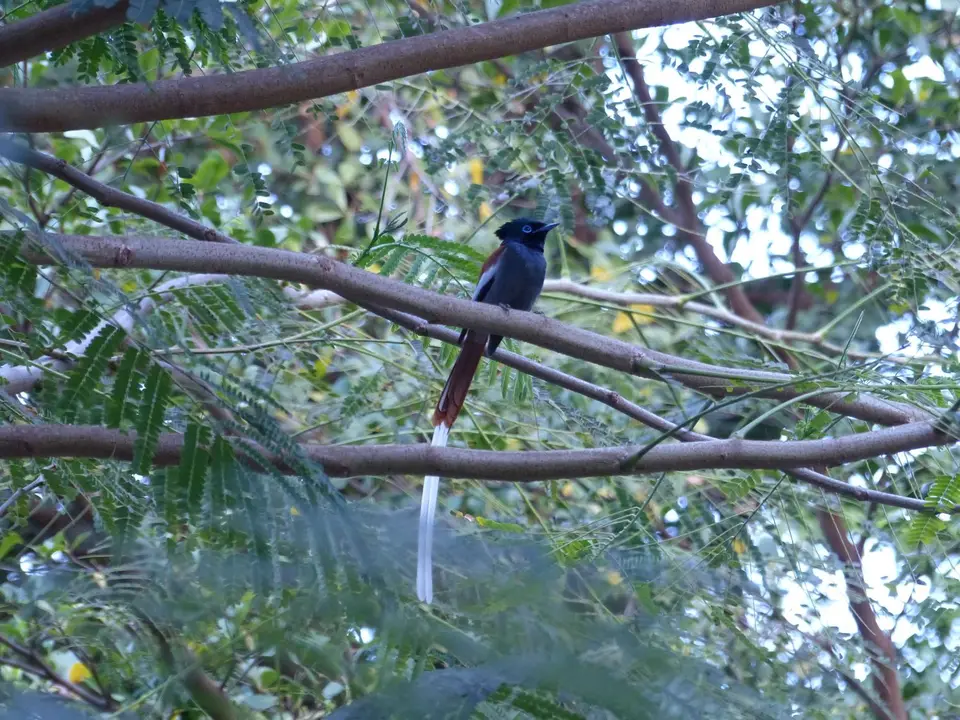 P1220319afrikanischerParadiesfliegenschnäpper.JPG