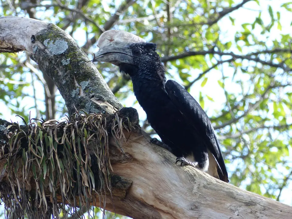 P1220695Silberwangenhornvogel.JPG