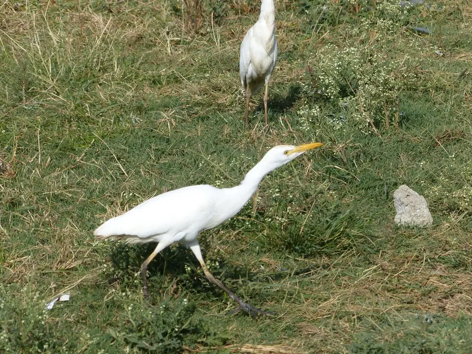 P1220876Asienmittelreiher.JPG
