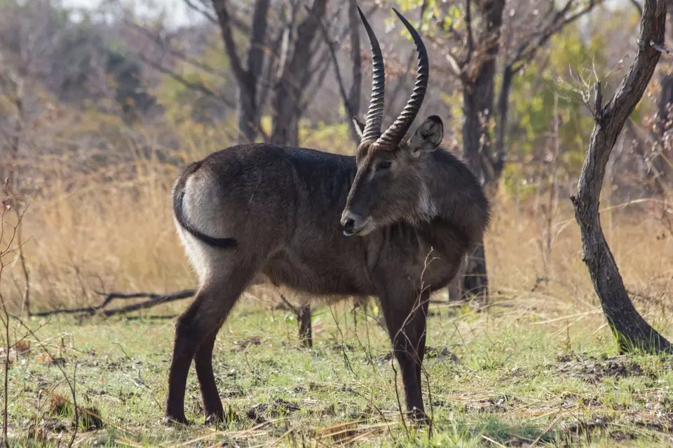 026_Sambia2016_20160901.jpg