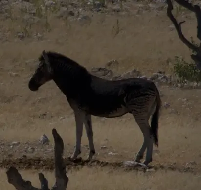 Zebra1.jpg