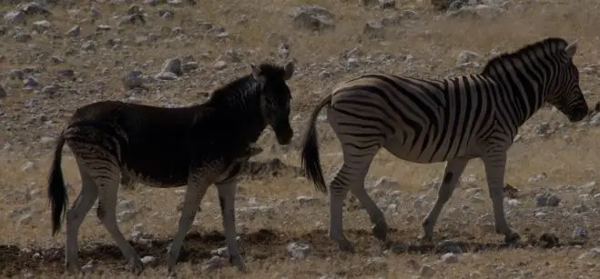 Zebra2.JPG