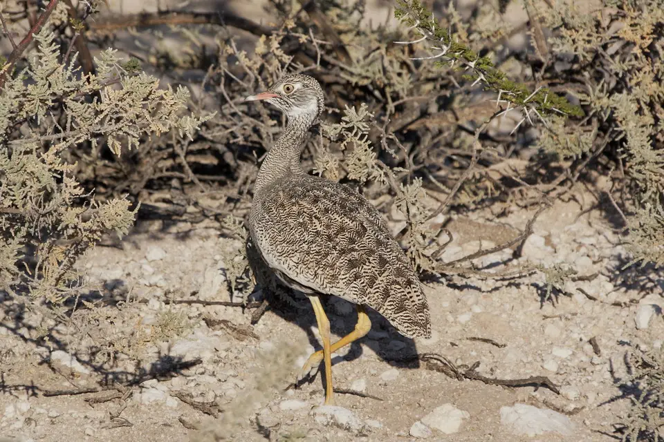 namibia-2019-05-0908-31-17.jpg