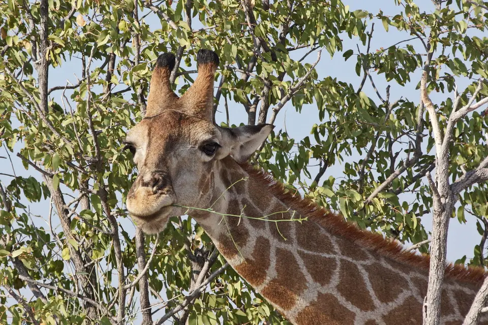 namibia-2019-05-1009-11-50.jpg