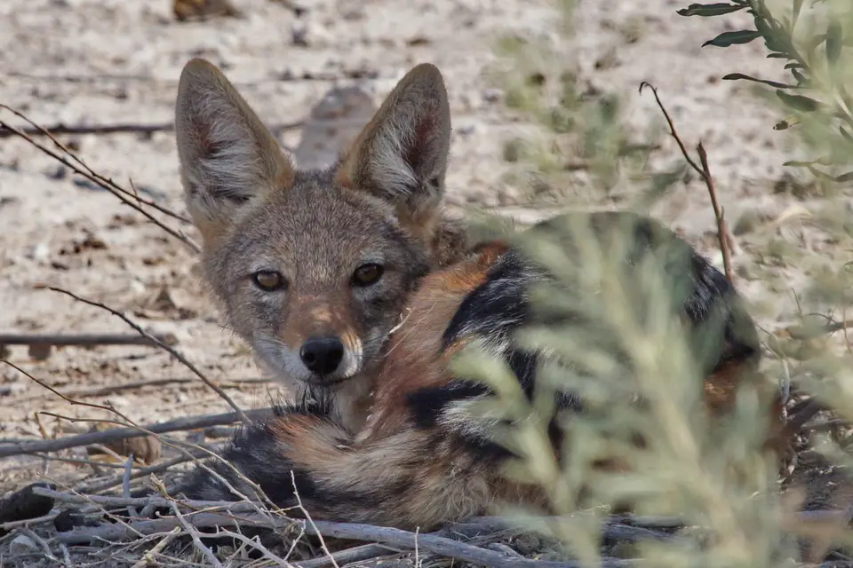 namibia-2019-05-1011-03-43.jpg