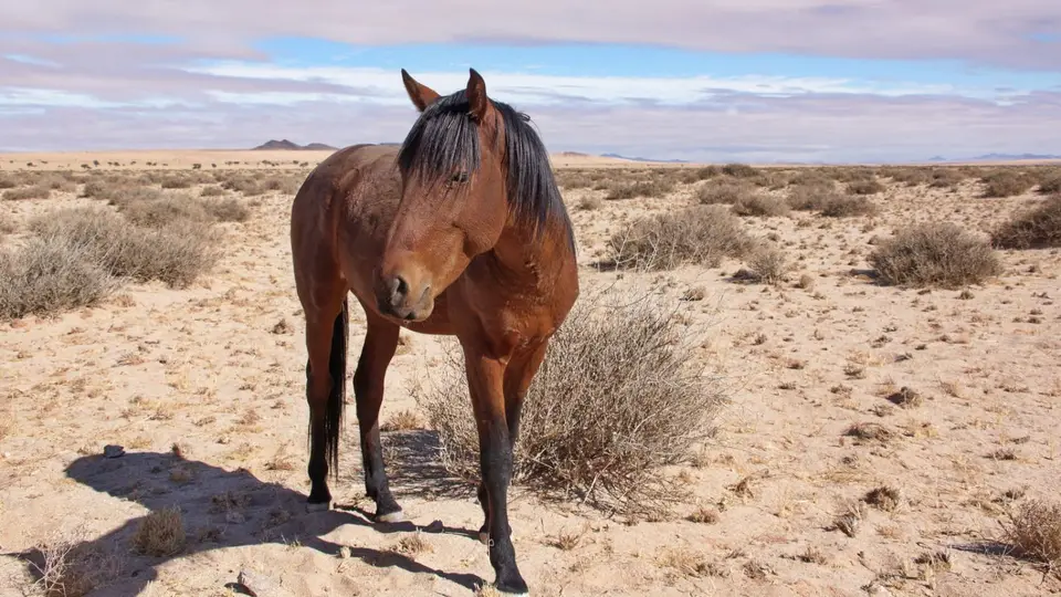 namibia-2019-05-2011-32-09.jpg