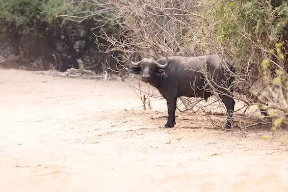 chobe_buffalo.JPG