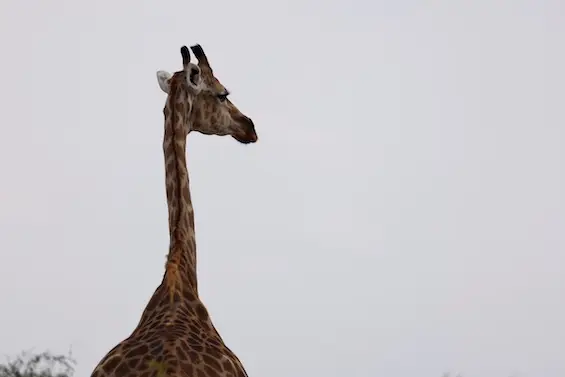 chobe_giraffe.JPG