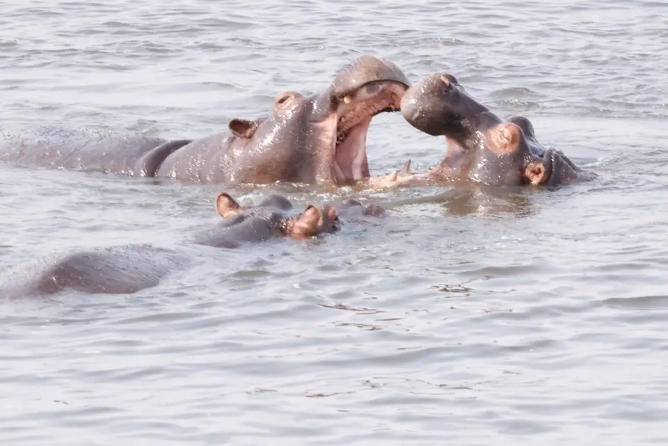 chobe_hippos_fight.JPG