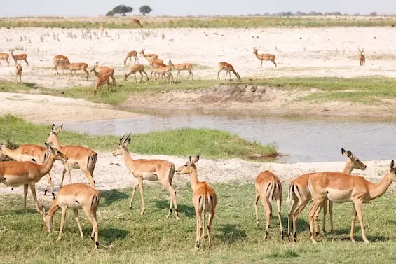 chobe_impalas.JPG