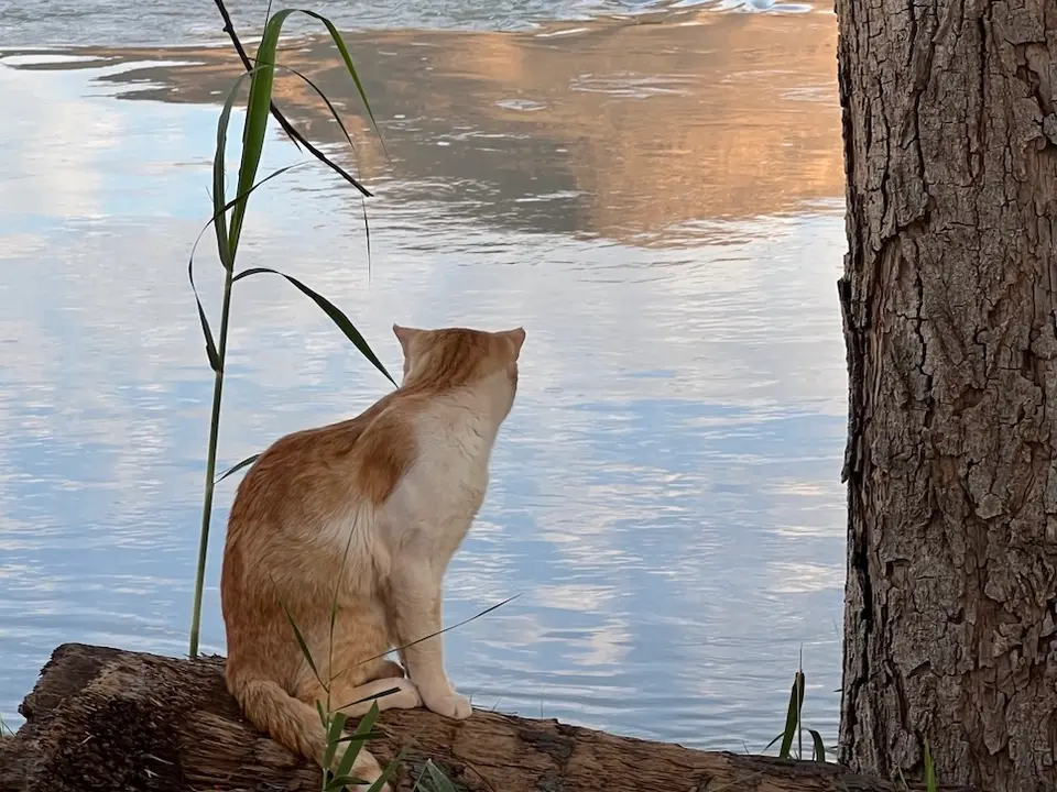 epupa_falls_cat.jpeg