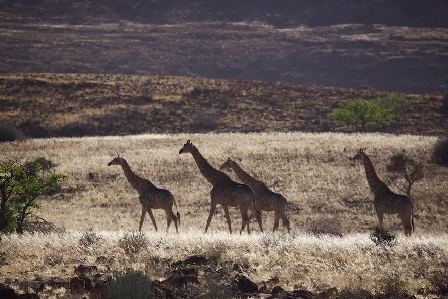 etendeka_giraffen.jpeg