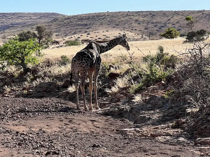 etendeka_giraffen2G_5445.jpeg