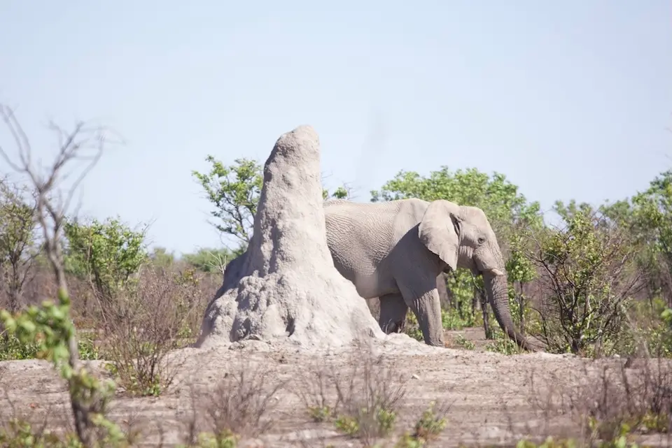 etosha_elephant_alone.jpeg