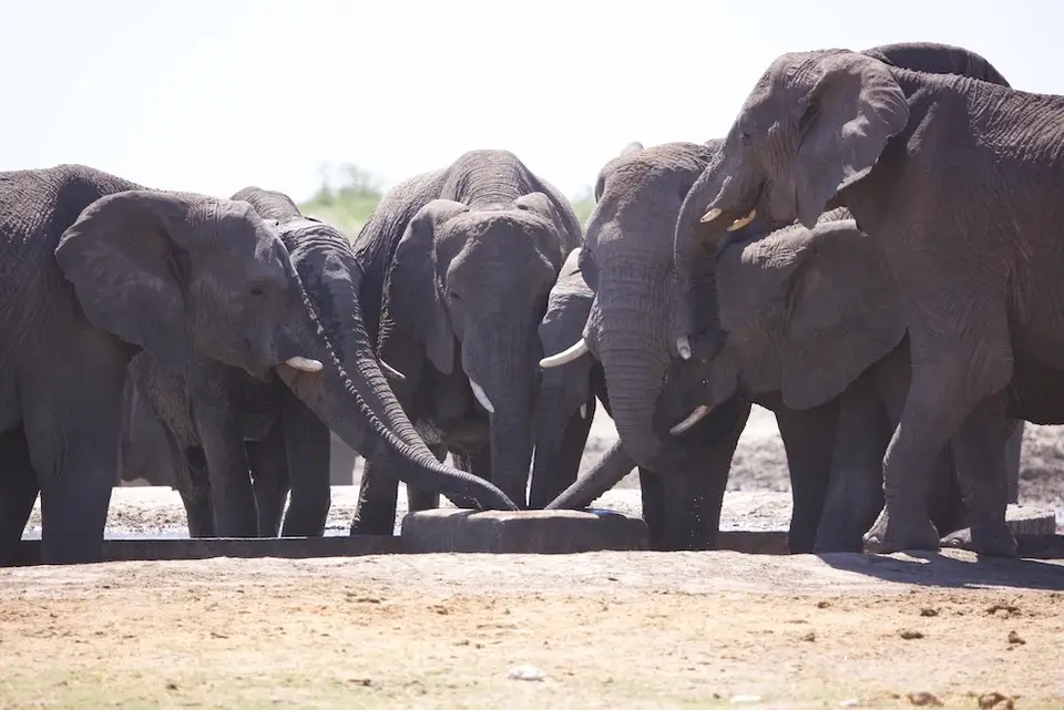 etosha_elephant_herd.jpeg
