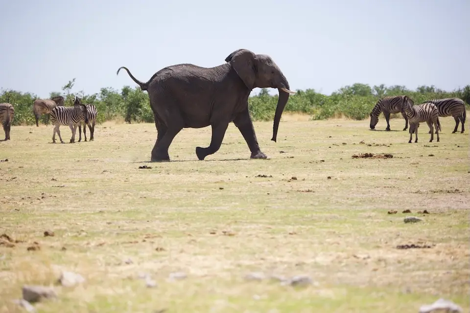 etosha_elephant_herd3.jpeg