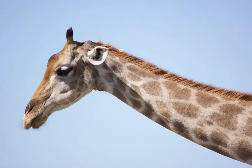 etosha_giraffe.jpeg