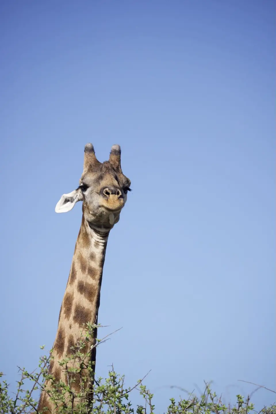 etosha_giraffe2.jpeg