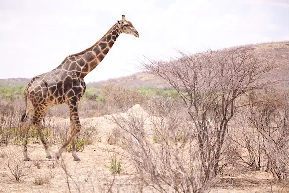 etosha_giraffe_alone.jpeg