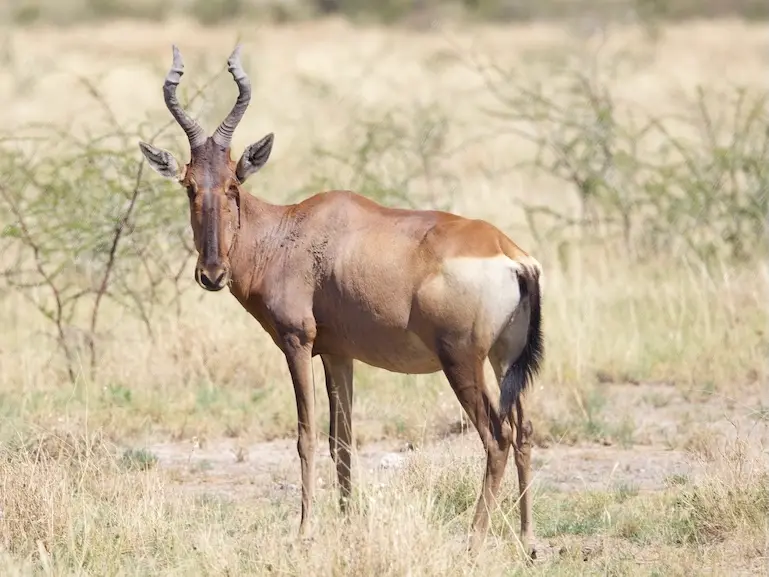 etosha_tsessebe.jpeg