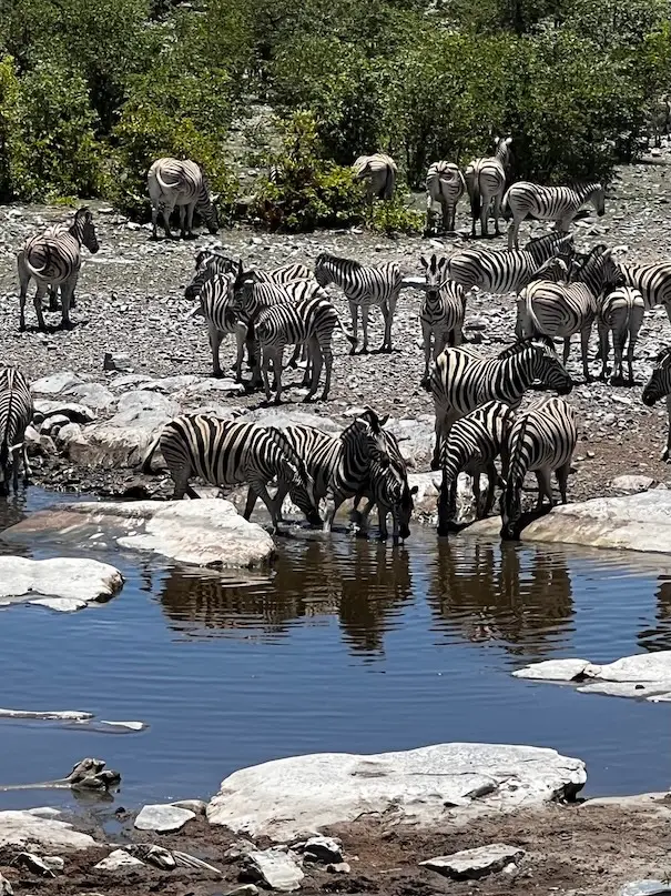 etosha_zebraherde.jpeg