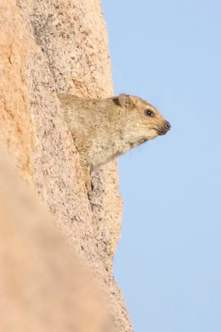 hobatere_rock_dassy2.jpeg