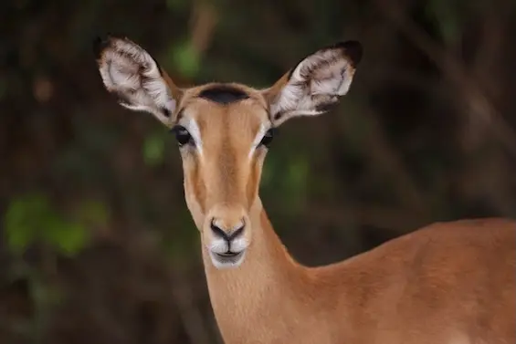 ihaha_impala_female.JPG