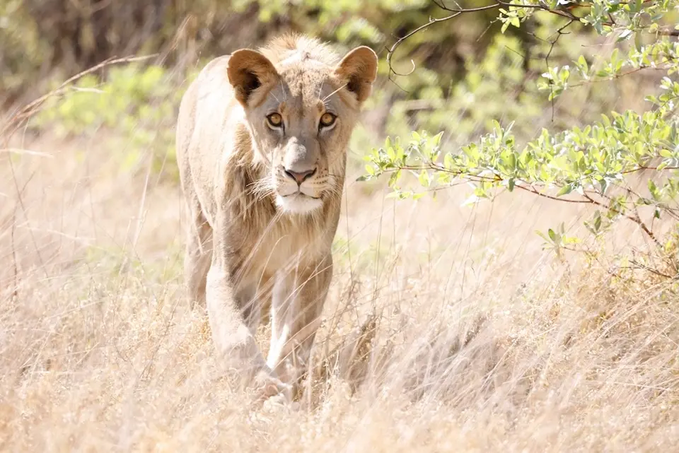 khaudum_lion2.JPG