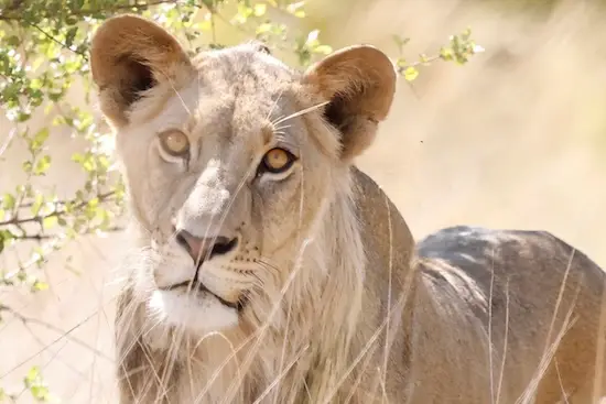 khaudum_lion3.JPG