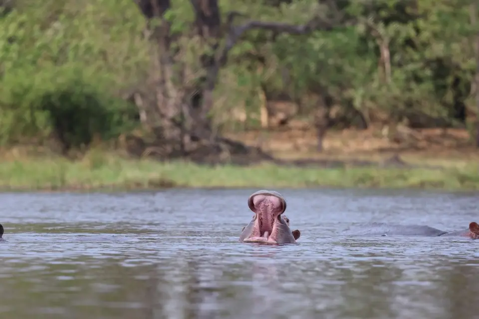 khwai_hippo.JPG
