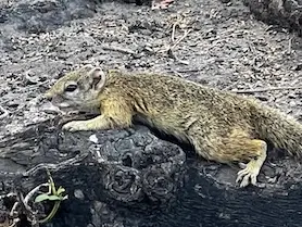 linyanti_squirrel.jpeg