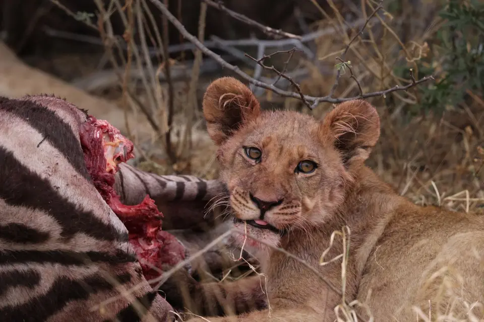 lioncubb.JPG