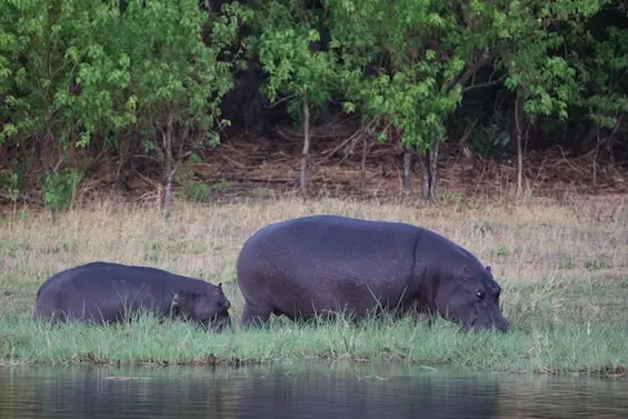 magotho_hippos.JPG