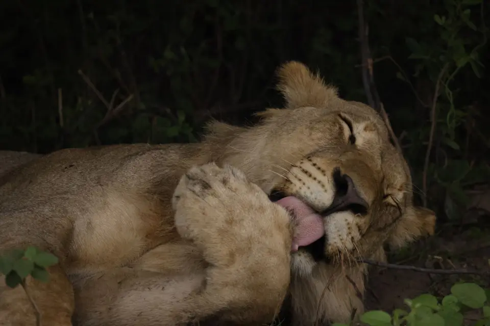 mahango_lion2.JPG