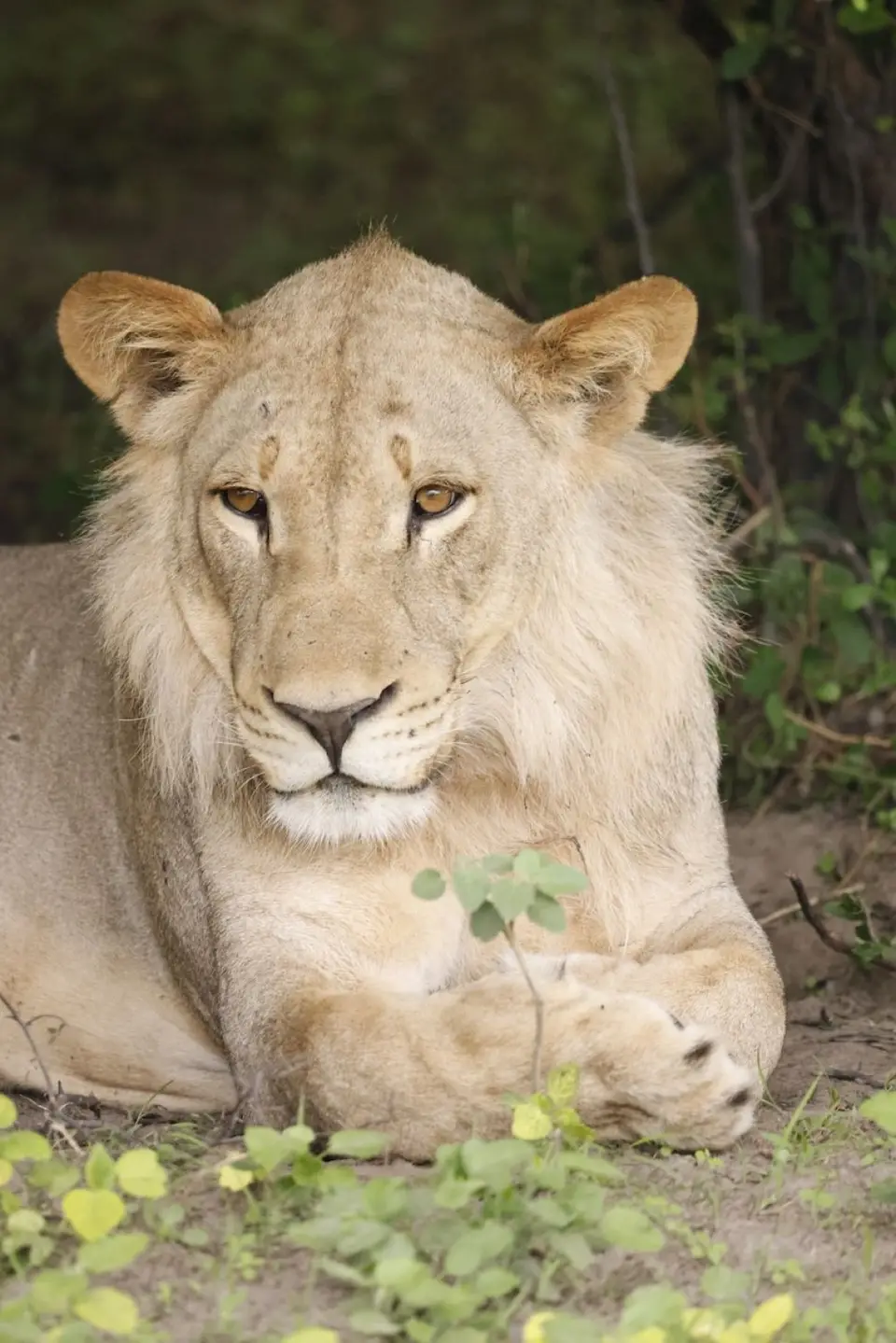 mahango_lion3.JPG