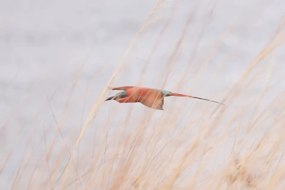 nambwa_beeeater.JPG