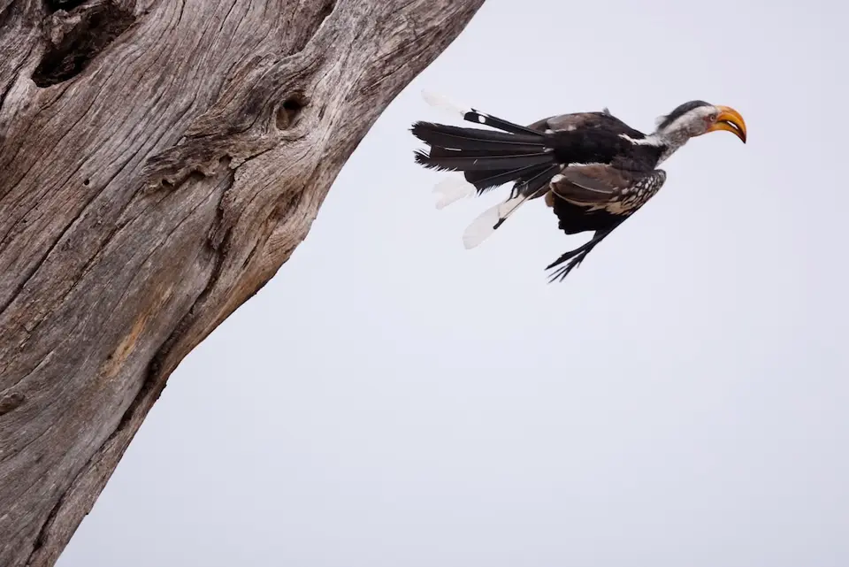 nambwa_hornbill3.JPG