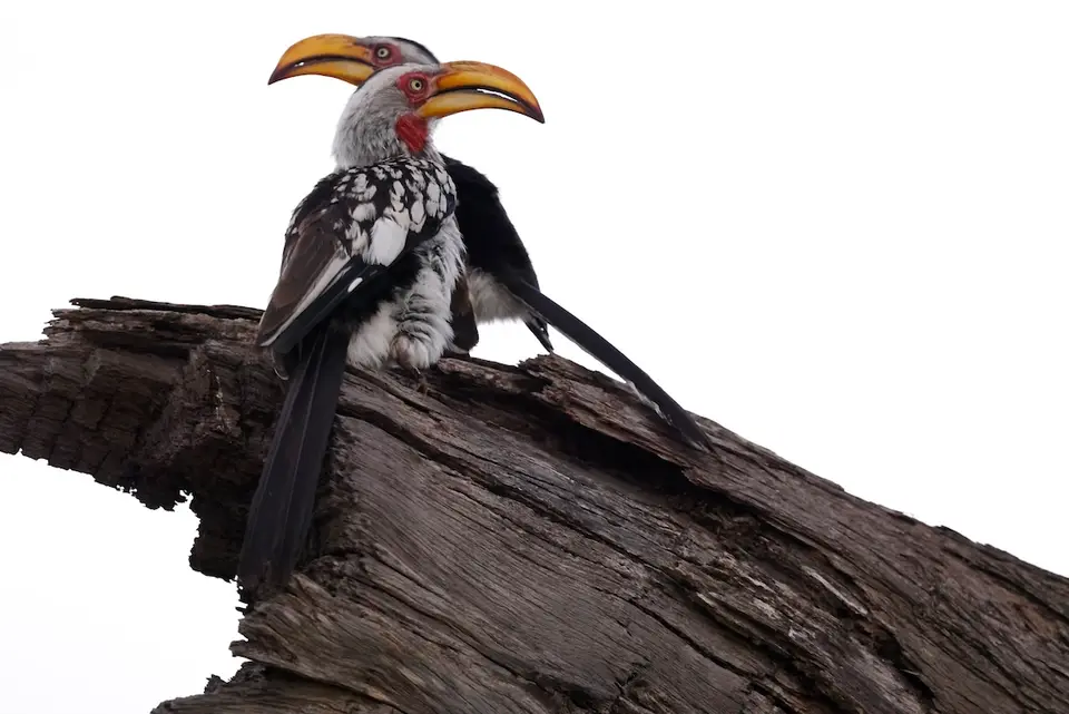 nambwa_hornbillpaar.JPG